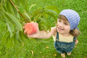 peach-picking
